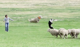 Crazy things happen when sheep fresh off summer range are challenged by top border collie/handler teams at the Meeker Classic Sheepdog Trials, which start Sept. 5 and continue through Sept. 9 at Ute Park. Many activities are planned throughout the five day event for everyone.