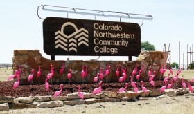 A colony of pink flamingos visits Silver Sage RV & Mobile Home Park while raising money for the CNCC Foundation celebration for the 50th anniversary of the college.