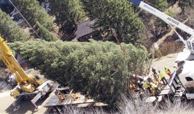 Many people watched as the 73-foot Englemann spruce, weighing 9,000 pounds, was loaded onto an 80-foot trailer.