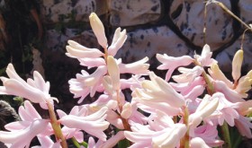 phRGspringflower