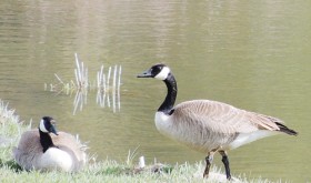 phlMKCanadaGeese1