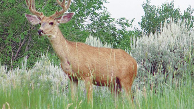 phdeer in velvet
