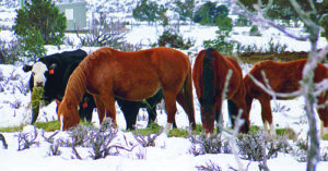 Wild horses eat hay meant for Cripple Cowboy Cow Outfit cattle. Ranchers say the horses complicate their efforts to care for the land and earn a livelihood, especially in a drought year. White River field office manager Kent Walter said that the agency has conducted horse gathers in recent years and that landowners need to submit written notification of trespassing horses to the BLM.