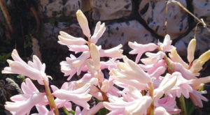 phRGspringflower