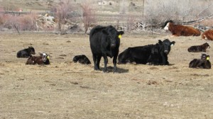 phmkDunhamcalves