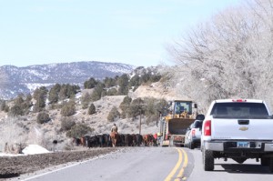phmkcattle on hwy 64