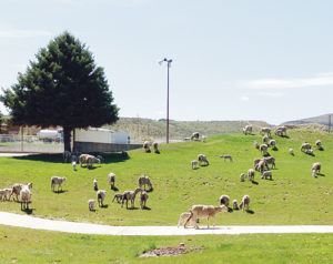 phRGSheep at WRBM
