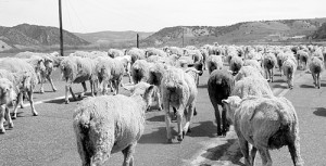 phRGSheepSlowTraffic