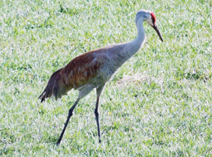 phSandhillCrane