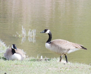 phlMKCanadaGeese1