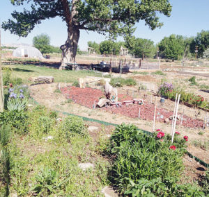 phRGCommunity Gardens