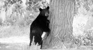 phDINOBearAtDinosaur