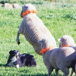 Giving meaning to the phrase “wild and woolly,” this ewe seems to doing her best to confuse the Border Collie seeking to round her up at last year’s Meeker Sheepdog Classic. This year’s competition begins Wednesday, Sept. 4 and runs through Sept. 8.