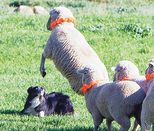 phMKWild,WoolySheepPhoto