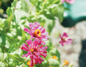 phRGZinniasInBloom