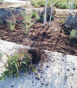 phSandersonParkPlantDestruction