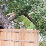 phMKLightningRipsTree