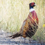 phMKPheasantOnCR8
