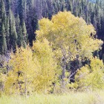 phMKTreesChangeColors