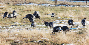 phTurkeysonFriday