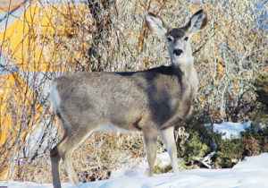 phDeerOnCNCCCampus