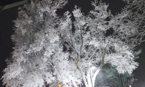 phRangelyHoarfrost