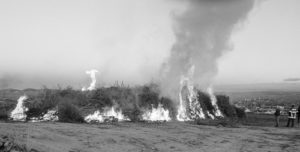 phRGStormTreesBurned