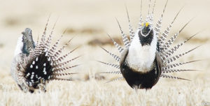 Two male sage grouse perform the traditional “dance” to attract mates. 