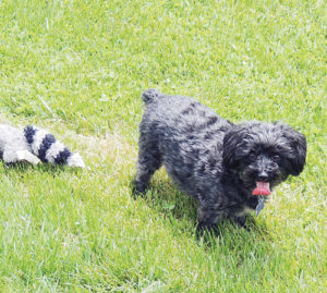 phMKDogInMeekerTownPark
