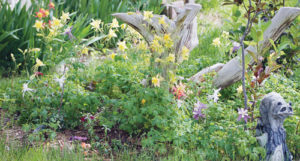 Rangely’s columbines are in full bloom as summer approaches, showing off an array of colors and reminding observers of their recognition as Colorado’s state flower. 