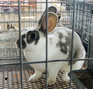 This Rex buck rabbit owned by Gage Richardson garnered his share of ribbons at the Rio Blanco County Fair. Competing in classes 5 and 21, the rabbit took home a reserve championship, a championship, a first place and a third place.