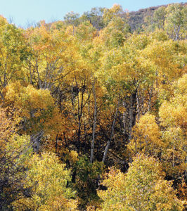 phMKFallColorsOnNineMilePass