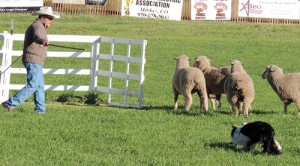 The Meeker Classic Championship Sheepdog Trials got off to an early start on Wednesday, and will continue through the finals on Sunday at Ute Park, located on the west end of Meeker. Above, Dennis Edwards and his border collie, Roy, from Sundance, Wyo., got within feet of corralling the sheep in their first trial. The clock ran out with the sheep just about to enter the corral, but Edwards did garner a score of 43. There are 125 dogs in the trials and the field will be narrowed to the top 20 for Saturday’s semifinals and to 10 for Sunday’s finals.