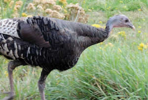 phTurkeyInsert