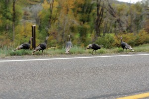 phTurkeysAlongRoad
