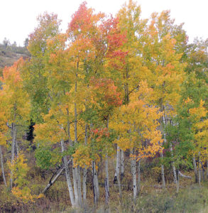 phrbcMoreColorChangeLeaves