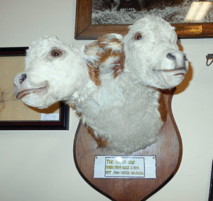 phMKMuseum-Two-HeadedCalf