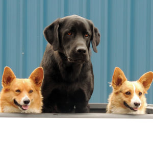 Keeping an eye out to make certain nobody tampers with the family truck, from left, Mokey, Drake and Winnie stand as sentinels in downtown Meeker. First spotted by six ears popping up above the bed of the family pickup, an approach attracted their full attention.