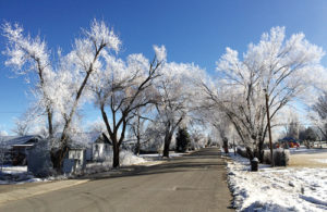 A huge fog bank passed through Rangely on Wednesday night last week and left a huge trail of hoarfrost in its wake. Above, tall trees coated with the hoarfrost formed a tunnel of pavement for Rangely residents to drive.