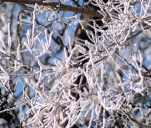 Hoarfrost is formed when the air or fog is so cold that the water/humidity in the air comes in contact with a solid item like trees, leaves, branches and tall grasses, and it freezes. The bright white is caused by the sun shining through the bright snow or frost crystals. 