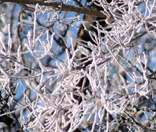 phRGHoarfrostCloseup