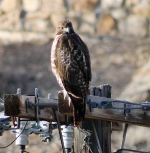 This red-tailed hawk has found itself a new home, seemingly comfortable on this telephone pole behind the Johnson Building on the Colorado Northwestern Community College campus in Rangely. Several students and employees see the hawk on a daily basis, usually behind the Johnson Building and near the back of the Holland Building. This is the normal time for the red-tailed hawk to be seen on Colorado’s Western Slope.