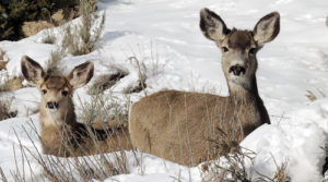 SEAN McMAHON The snow was deep, the sun was warm and these two does were part of a group of five does and yearling fawns enjoying the improved weather east of Meeker on the Miller Creek Road. Having their photo taken from about 15 feet away didn’t seem to faze the deer as the group gathered just off the road for several minutes before slowly wandering away. 