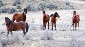 These wild horses are part of the West Douglas herd, one of two wild herds in Rio Blanco County. After a recent meeting, it appears there is still no agreement on whether the horses should be herded and moved or the numbers reduced in the herds.