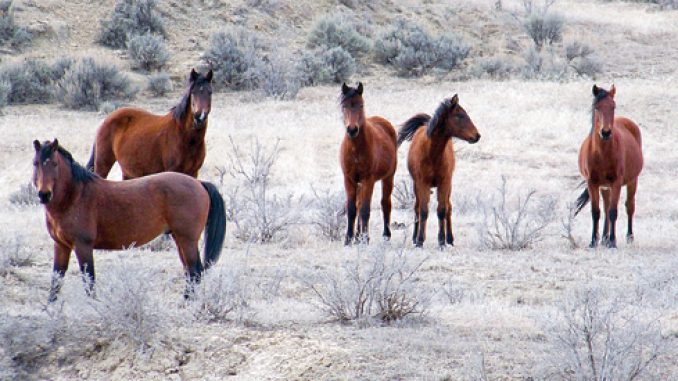 phRBCWestDouglasHerddWildHorses