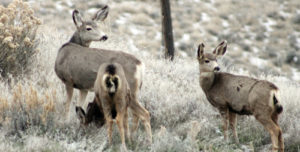 While the students at Colorado Northwestern Community College were away from campus over the long winter break, several mule deer turned up on the Rangely campus for some peaceful grazing on the campus lawn and nearby brush. Above, the mother shows her two fawns where to find some good grazing, undisturbed by a few folks passing by on campus.