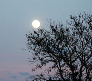 On Monday, a full moon shone to the east of Rangely following a beautiful sunset to the west. The photo was taken from the Colorado Northwest Community College campus in Rangely at roughly 5:15 p.m., just prior to sunset.