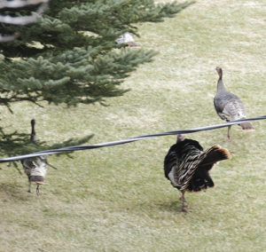 This tom turkey might be doing some early season scouting on his own as he was seen Sunday along County Road 8, east of Meeker, chasing roughly 25 hens across a yard then across the river.