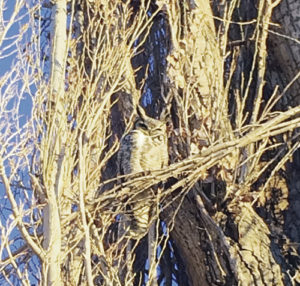 Fitting right in with the color of the sunset against these trees on Monday at Elks Park in Rangely is a greater horned owl, watching over his domain for some tasty morsel that just may wander by, carelessly watching the sunset instead of the surrounding trees.