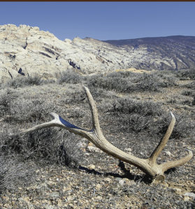 Gathering shed antlers is a popular and lucrative activity—with antlers used for everything from chandeliers, to knife handles, to dog chews. Dinosaur National Monument staff are reminding antler hunters that all items, including deer and elk antlers, within Dinosaur National Monument are protected by law and may not be removed. Collecting antlers is a violation of 36 CFR 2.1(a)(1)(i), which covers possessing, removing or disturbing wildlife parts such as antlers. Violating this regulation will result in a fine up to $5,000 and/or up to six months in prison. The monument’s boundary is generally well-marked, but shed collectors are responsible for knowing who manages the property they are on and its rules and regulations.